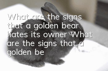 What are the signs that a golden bear hates its owner? What are the signs that a golden bear hates its owner?