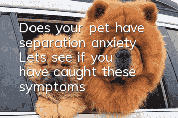 Does your pet have separation anxiety? Let’s see if you have caught these symptoms!