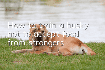 How to train a husky not to accept food from strangers