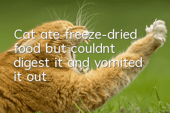 Cat ate freeze-dried food but couldn't digest it and vomited it out