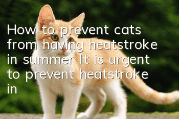 How to prevent cats from having heatstroke in summer It is urgent to prevent heatstroke in summer