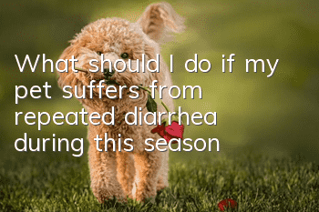 What should I do if my pet suffers from repeated diarrhea during this season?