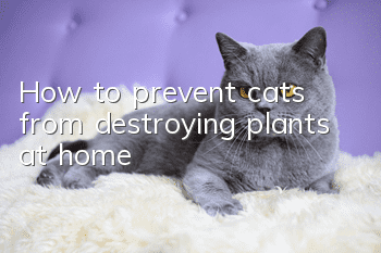How to prevent cats from destroying plants at home?
