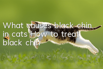 What causes black chin in cats? How to treat black chin?