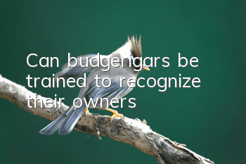 Can budgerigars be trained to recognize their owners?