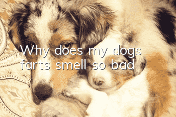 Why does my dog's farts smell so bad?