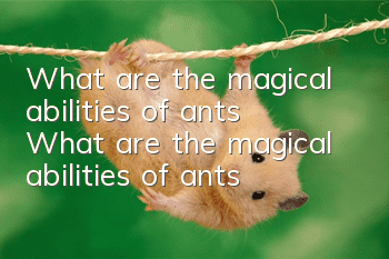 What are the magical abilities of ants? What are the magical abilities of ants?