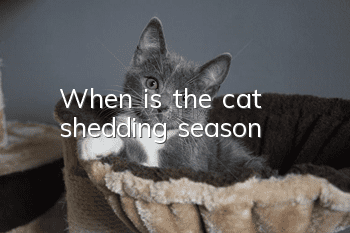 When is the cat shedding season?
