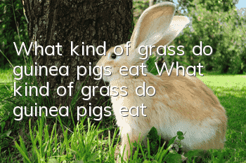What kind of grass do guinea pigs eat? What kind of grass do guinea pigs eat?