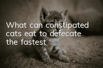 What can constipated cats eat to defecate the fastest?
