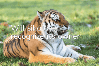 Will sika deer recognize its owner?