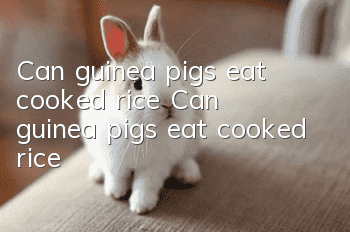 Can guinea pigs eat cooked rice? Can guinea pigs eat cooked rice?