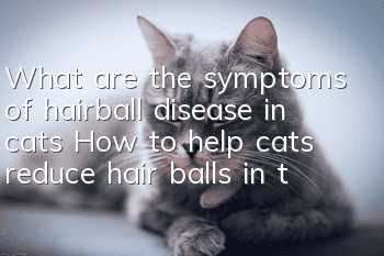 What are the symptoms of hairball disease in cats? How to help cats reduce hair balls in their bodies?