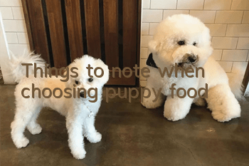 Things to note when choosing puppy food