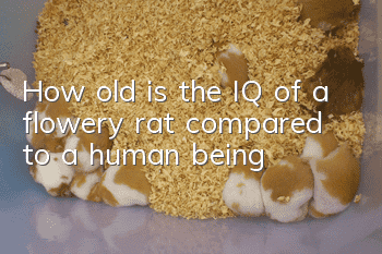 How old is the IQ of a flowery rat compared to a human being?