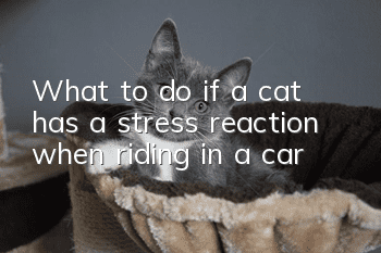 What to do if a cat has a stress reaction when riding in a car?