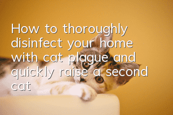 How to thoroughly disinfect your home with cat plague and quickly raise a second cat