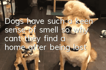 Dogs have such a keen sense of smell, so why can’t they find a home after being lost?