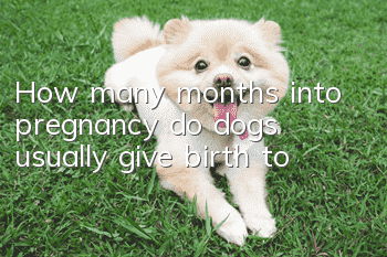 How many months into pregnancy do dogs usually give birth to?