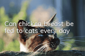 Can chicken breast be fed to cats every day?