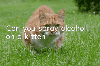 Can you spray alcohol on a kitten?