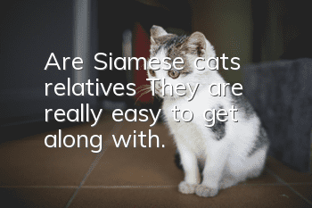 Are Siamese cats relatives? They are really easy to get along with.