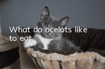 What do ocelots like to eat?