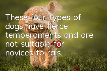These four types of dogs have fierce temperaments and are not suitable for novices to raise.