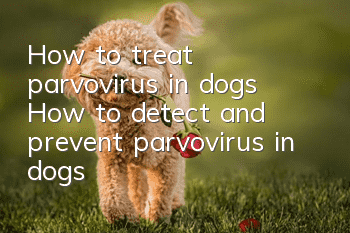 How to treat parvovirus in dogs? How to detect and prevent parvovirus in dogs?