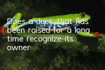 Does a duck that has been raised for a long time recognize its owner?