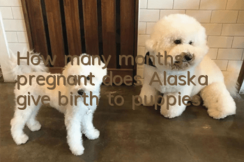How many months pregnant does Alaska give birth to puppies?