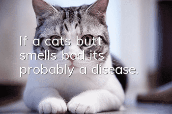 If a cat's butt smells bad, it's probably a disease.