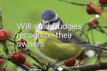 Will wild budgies recognize their owners?