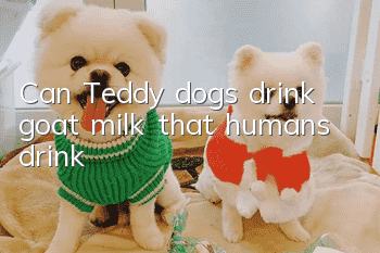 Can Teddy dogs drink goat milk that humans drink?