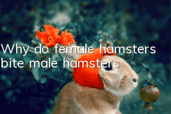 Why do female hamsters bite male hamsters?