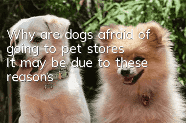 Why are dogs afraid of going to pet stores? It may be due to these reasons!