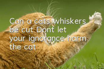 Can a cat’s whiskers be cut? Don’t let your ignorance harm the cat