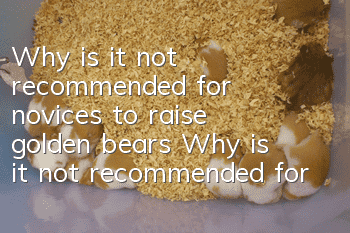 Why is it not recommended for novices to raise golden bears? Why is it not recommended for novices to raise golden bears?