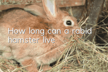 How long can a rabid hamster live?
