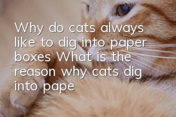 Why do cats always like to dig into paper boxes? What is the reason why cats dig into paper boxes?