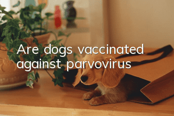 Are dogs vaccinated against parvovirus?