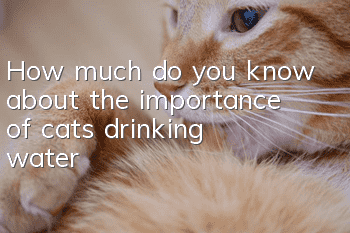 How much do you know about the importance of cats drinking water?