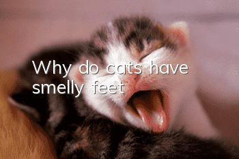 Why do cats have smelly feet?