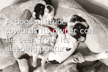 A dog's attitude towards its owner can be seen from its sleeping posture!
