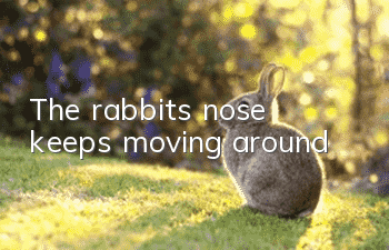 The rabbit's nose keeps moving around