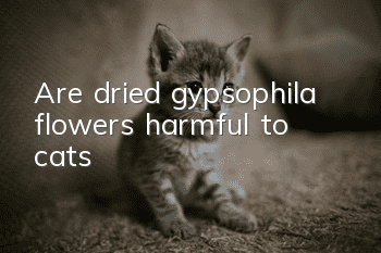 Are dried gypsophila flowers harmful to cats?