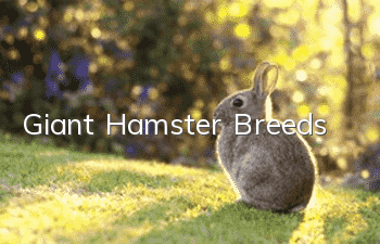 Giant Hamster Breeds