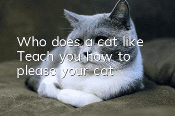 Who does a cat like? Teach you how to please your cat