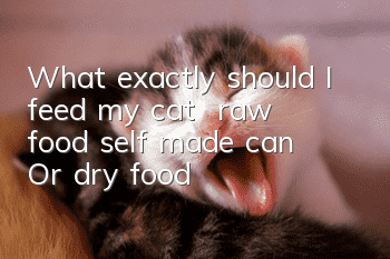 What exactly should I feed my cat – raw food? self made? can? Or dry food?