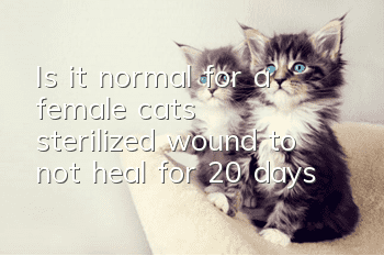 Is it normal for a female cat’s sterilized wound to not heal for 20 days?
